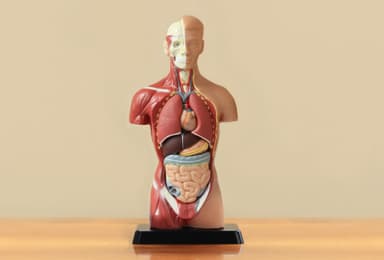 Introduction to Human Anatomy and Physiology
