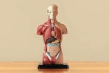 Introduction to Human Anatomy and Physiology